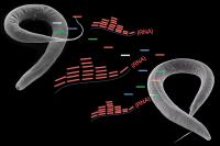 Worm RNA transmisssion